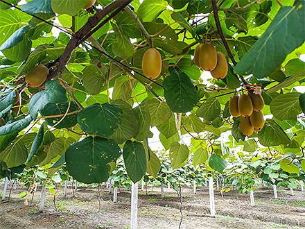 九游棋牌入口基地展示三