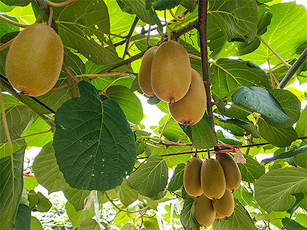 九游棋牌入口基地展示四