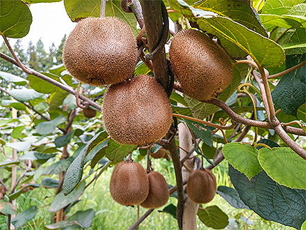 九游棋牌入口基地展示六